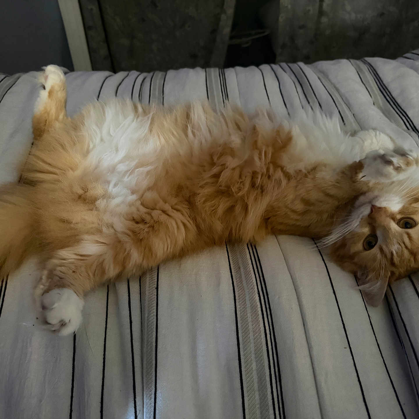Fuzzy Nuts is registered to the contest to win money with this photo: cat, orange_cat, white_fur, striped_bedspread, bed, fluffy, pet, animal, lying_down, playful, domestic_cat, whiskers, paws, fur, relaxed, indoor, cute, feline, sleepy, cozy