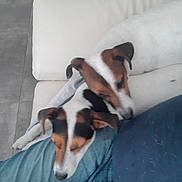 Nina Et Nino participe au concours pour gagner de l'argent avec cette photo : animal, black, brown, casual, companion, couch, cozy, dog, floor, fur, home, indoor, jeans, person, pet, relaxing, resting, sleeping, tile, white