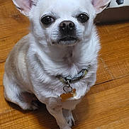 Ruben a rejoint le concours — aidez-le/la à gagner de superbes lots ! dog, chihuahua, small_dog, pet, collar, dog_tag, indoor, wooden_floor, toy, soccer_ball, animal, cute, sitting, fur, ears, face, black_nose, paw, domestic_animal, companion