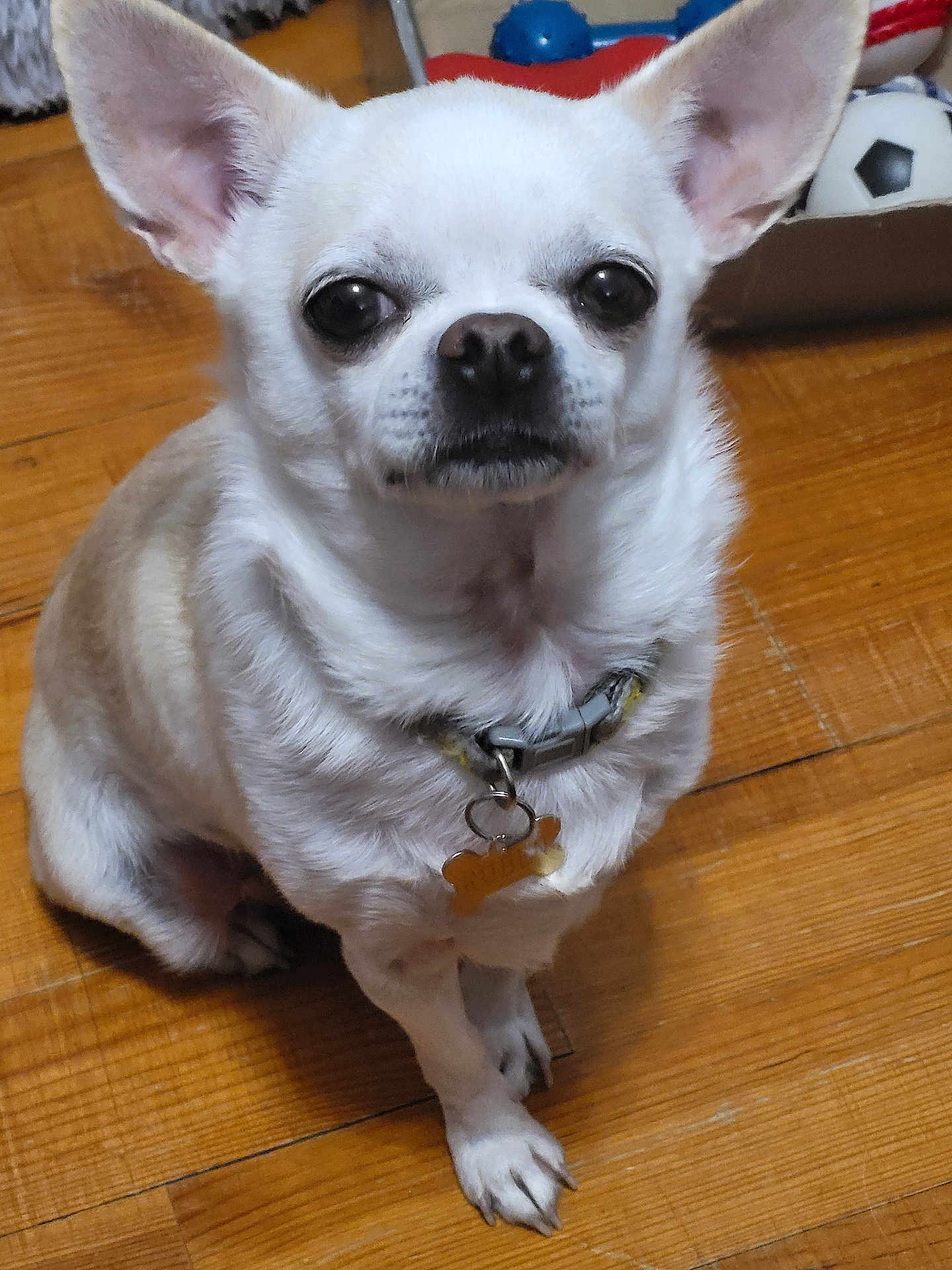 Ruben a rejoint le concours — aidez-le/la à gagner de superbes lots ! dog, chihuahua, small_dog, pet, collar, dog_tag, indoor, wooden_floor, toy, soccer_ball, animal, cute, sitting, fur, ears, face, black_nose, paw, domestic_animal, companion