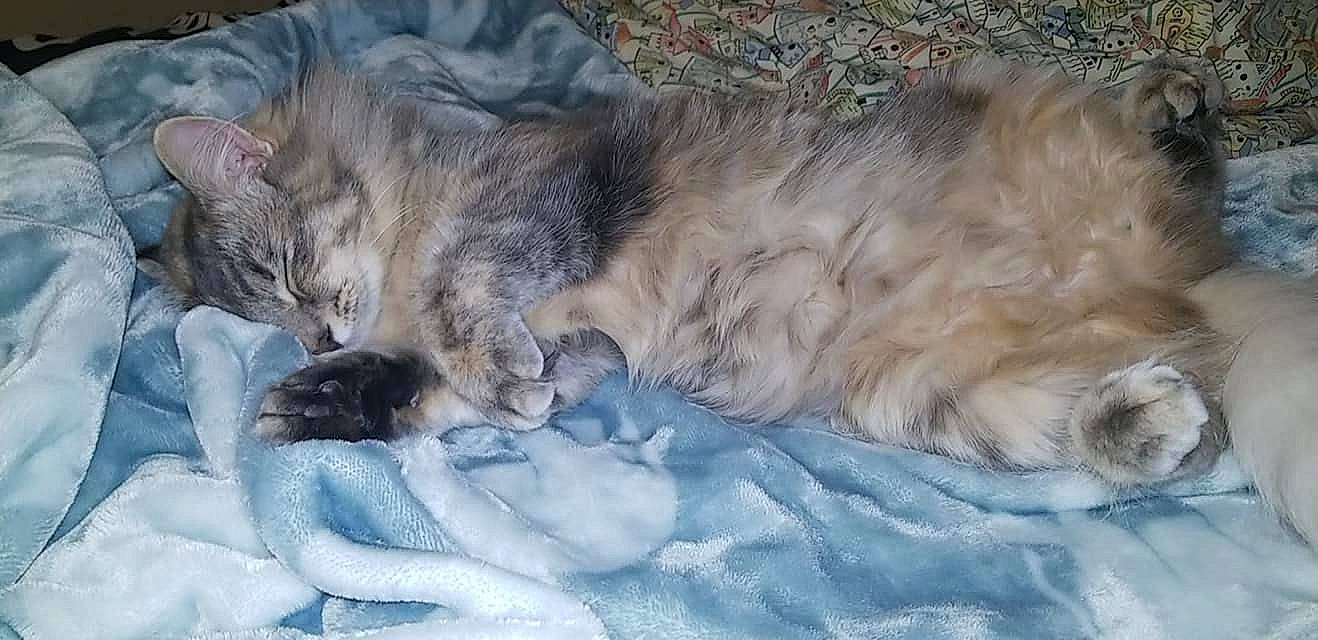 Berlin joined the competition — help win amazing prizes! british_semi_longhair, carnivore, cat, domestic_long_haired_cat, dragon_li, european_shorthair, fawn, felidae, fur, kitten, kurilian_bobtail, maine_coon, mammal, nap, norwegian_forest_cat, ragamuffin, siberian, sleep, small_to_medium_sized_cats, whiskers