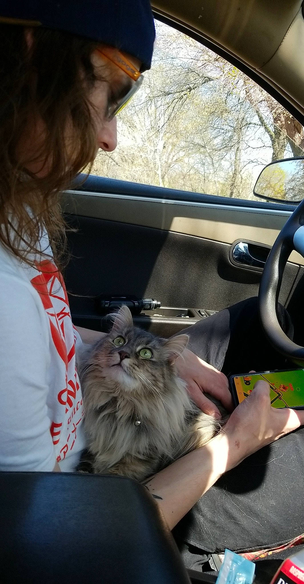 Berlin is registered to the contest to win money with this photo: car, car_seat, carnivore, cat, driving, felidae, long_hair, norwegian_forest_cat, siberian, small_to_medium_sized_cats, vehicle, vehicle_door
