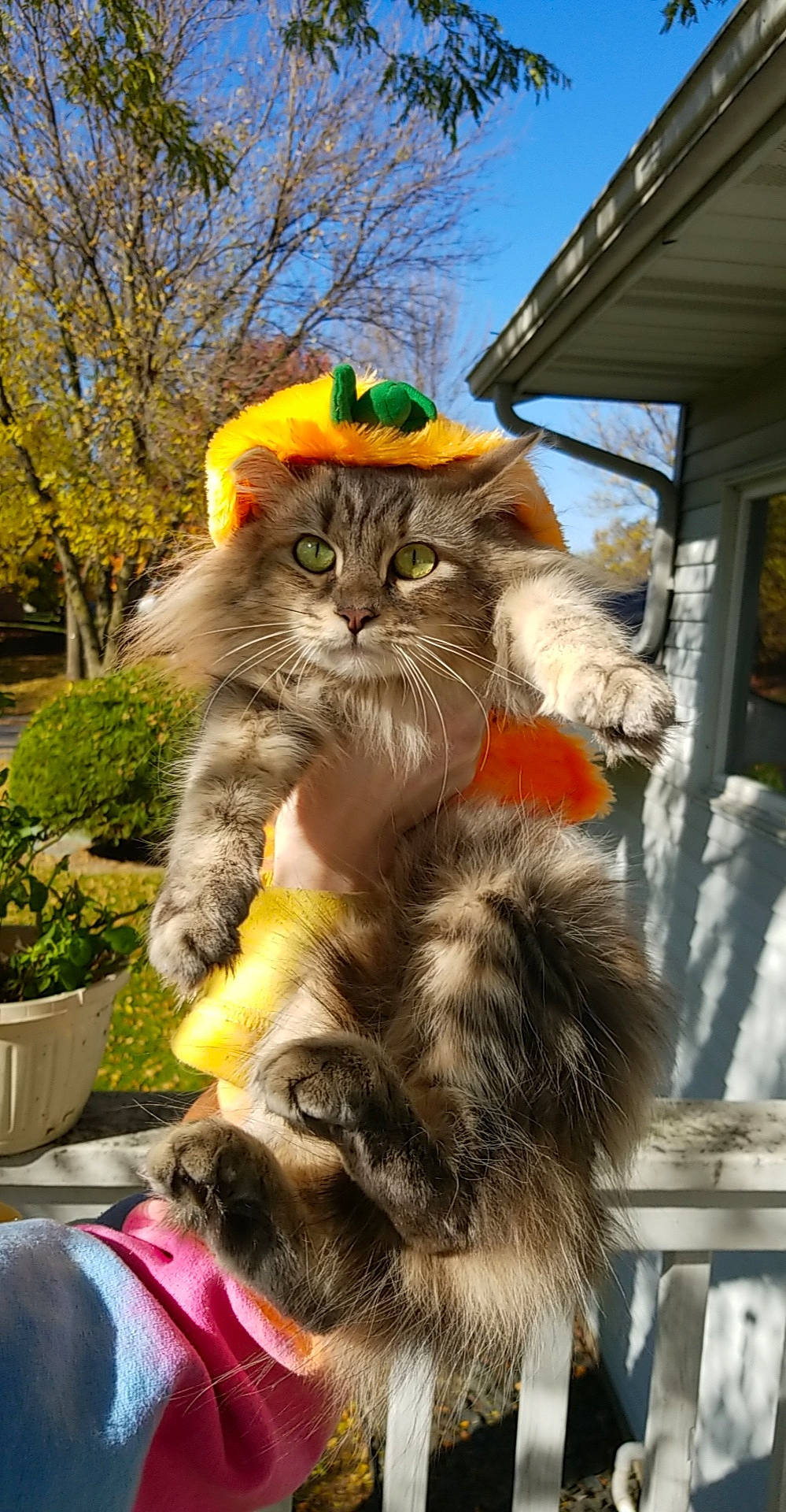 Berlin is registered to the contest to win money with this photo: american_curl, carnivore, cat, domestic_long_haired_cat, felidae, fur, kitten, maine_coon, norwegian_forest_cat, siberian, small_to_medium_sized_cats, tabby_cat, whiskers