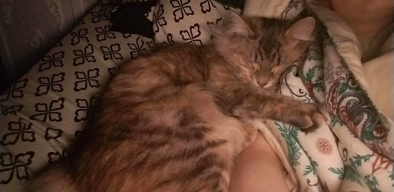 Berlin joined the competition — help win amazing prizes! american_curl, asian, carnivore, cat, domestic_long_haired_cat, domestic_short_haired_cat, dragon_li, european_shorthair, felidae, fur, kitten, mammal, norwegian_forest_cat, pixie_bob, siberian, skin, small_to_medium_sized_cats, tabby_cat, vertebrate, whiskers