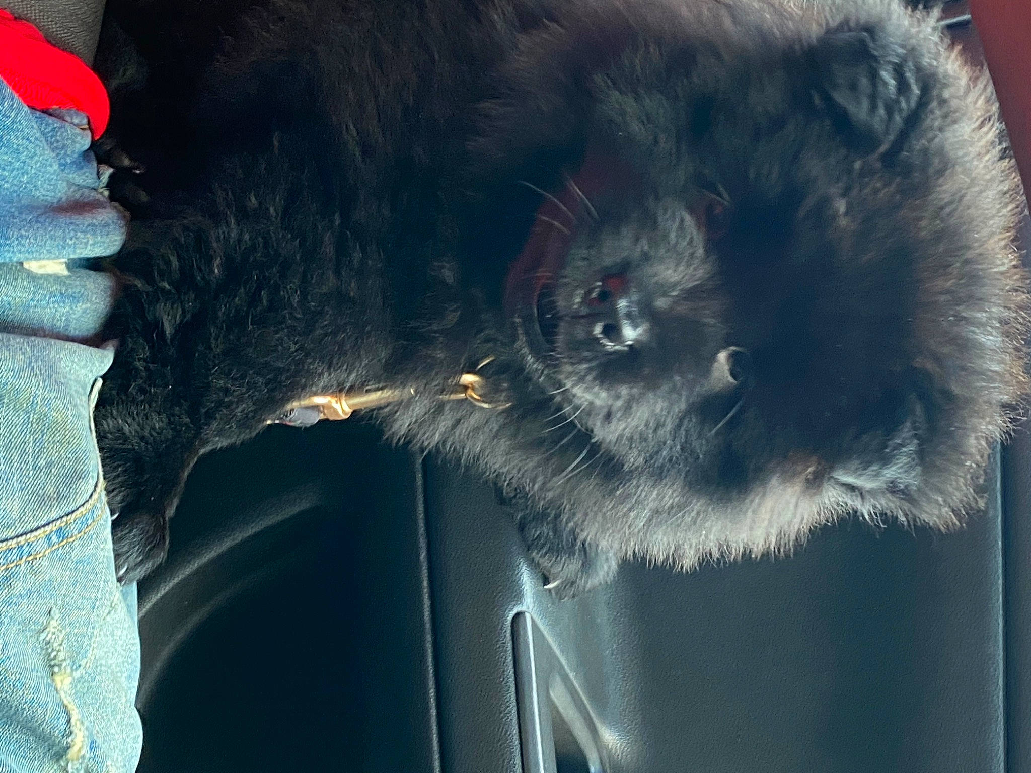 Blue is registered to the contest to win money with this photo: canidae, carnivore, chow_chow, fur, nose, snout, sporting_group, whiskers