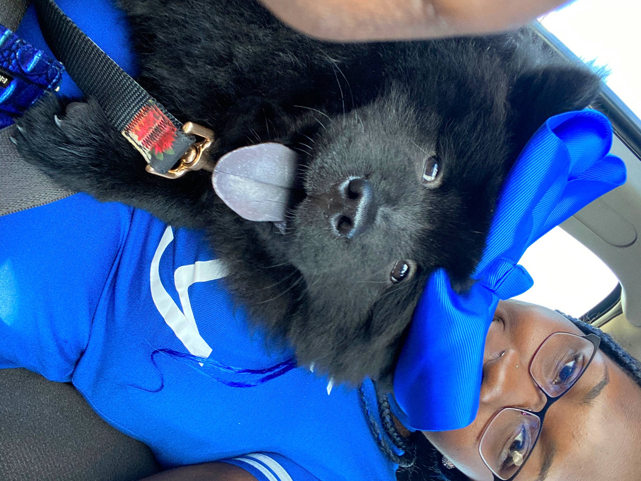 Blue is registered to the contest to win money with this photo: black_hair, blue, ear, fur, schipperke, snout