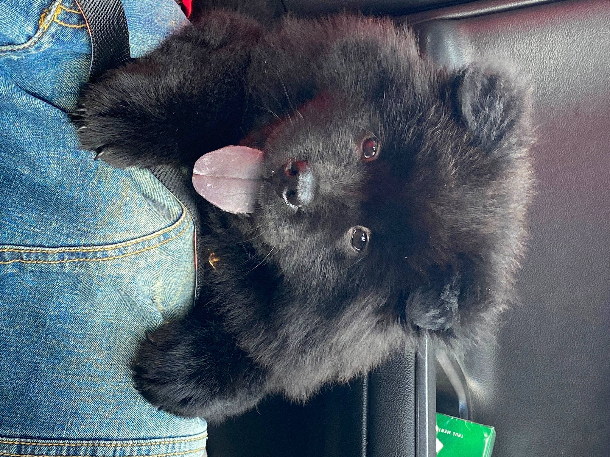 Blue is registered to the contest to win money with this photo: canidae, carnivore, ear, fur, mammal, snout, whiskers