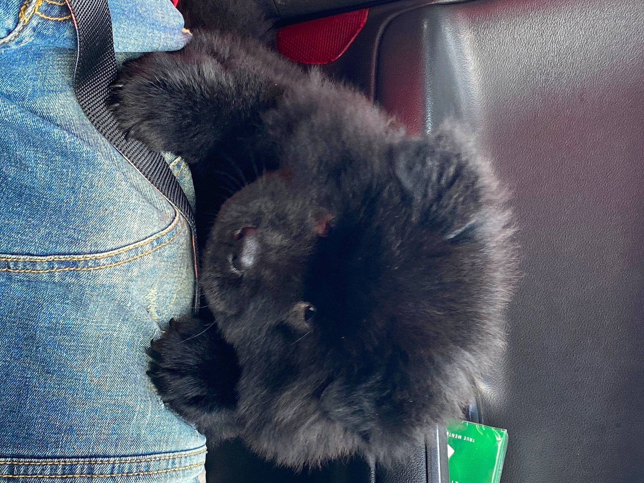 Blue joined the competition — help win amazing prizes! black_cat, carnivore, cat, ear, felidae, fur, korat, nebelung, russian_blue, small_to_medium_sized_cats, snout, tail, whiskers