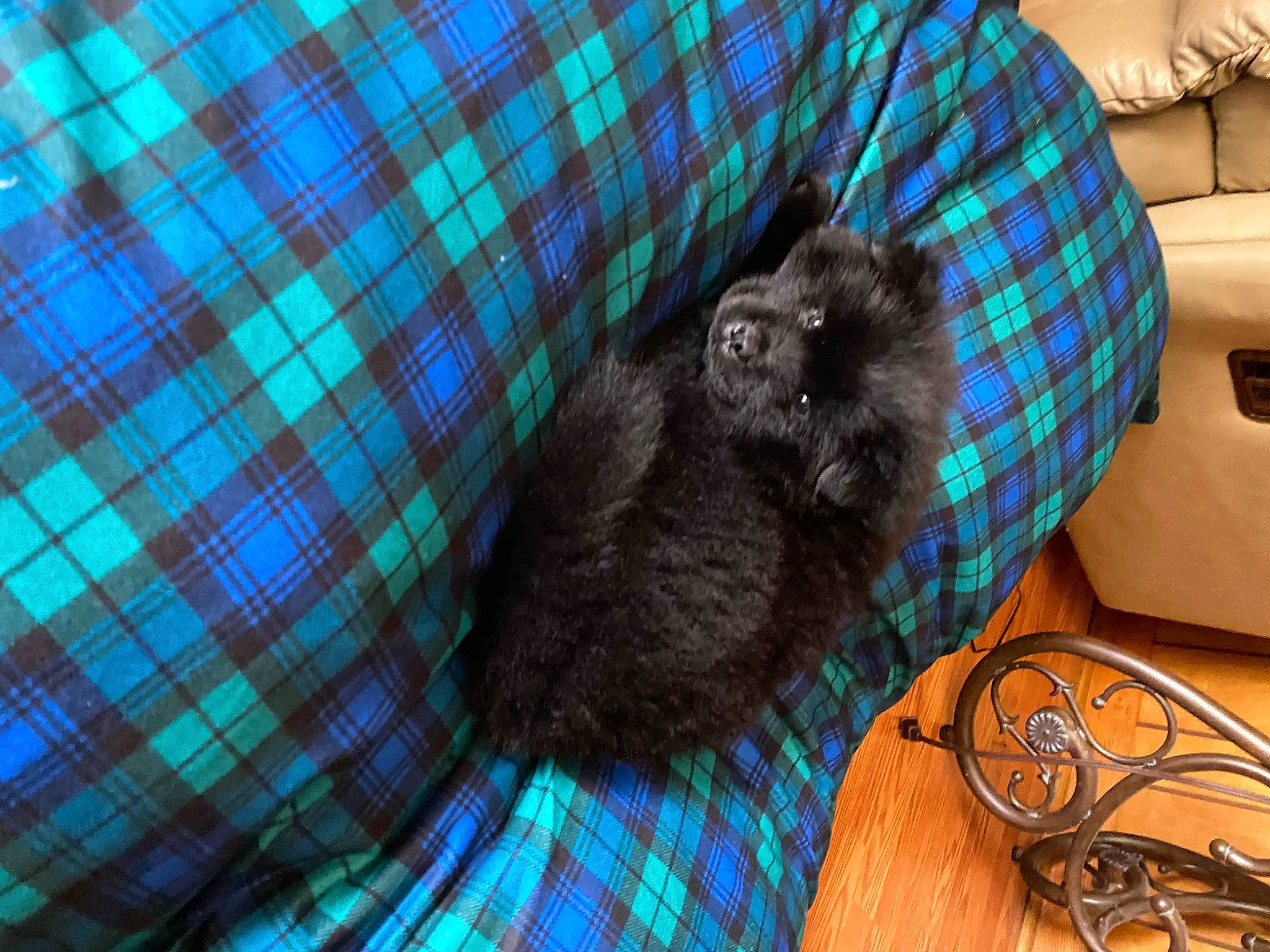 Blue is registered to the contest to win money with this photo: black_cat, carnivore, cat, design, felidae, kitten, pattern, small_to_medium_sized_cats, whiskers