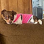 Bella joined the competition — help win amazing prizes! dog, small_dog, pink_shirt, couch, brown_couch, wooden_wall, indoor, pet, relaxed, alert, living_room, furniture, domestic, canine, household, curious, laying_down, tail, ears, short_hair