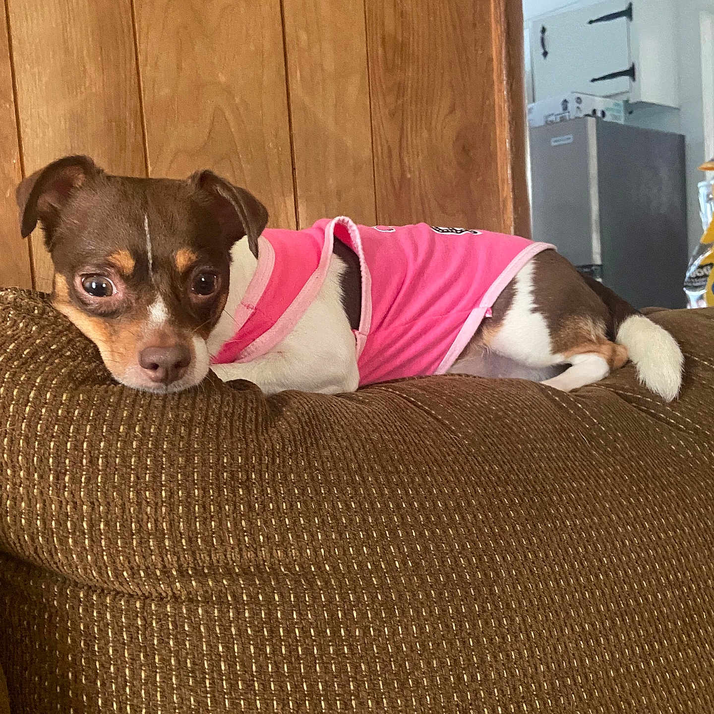 Bella joined the competition — help win amazing prizes! alert, brown_couch, canine, couch, curious, dog, domestic, ears, furniture, household, indoor, laying_down, living_room, pet, pink_shirt, relaxed, short_hair, small_dog, tail, wooden_wall