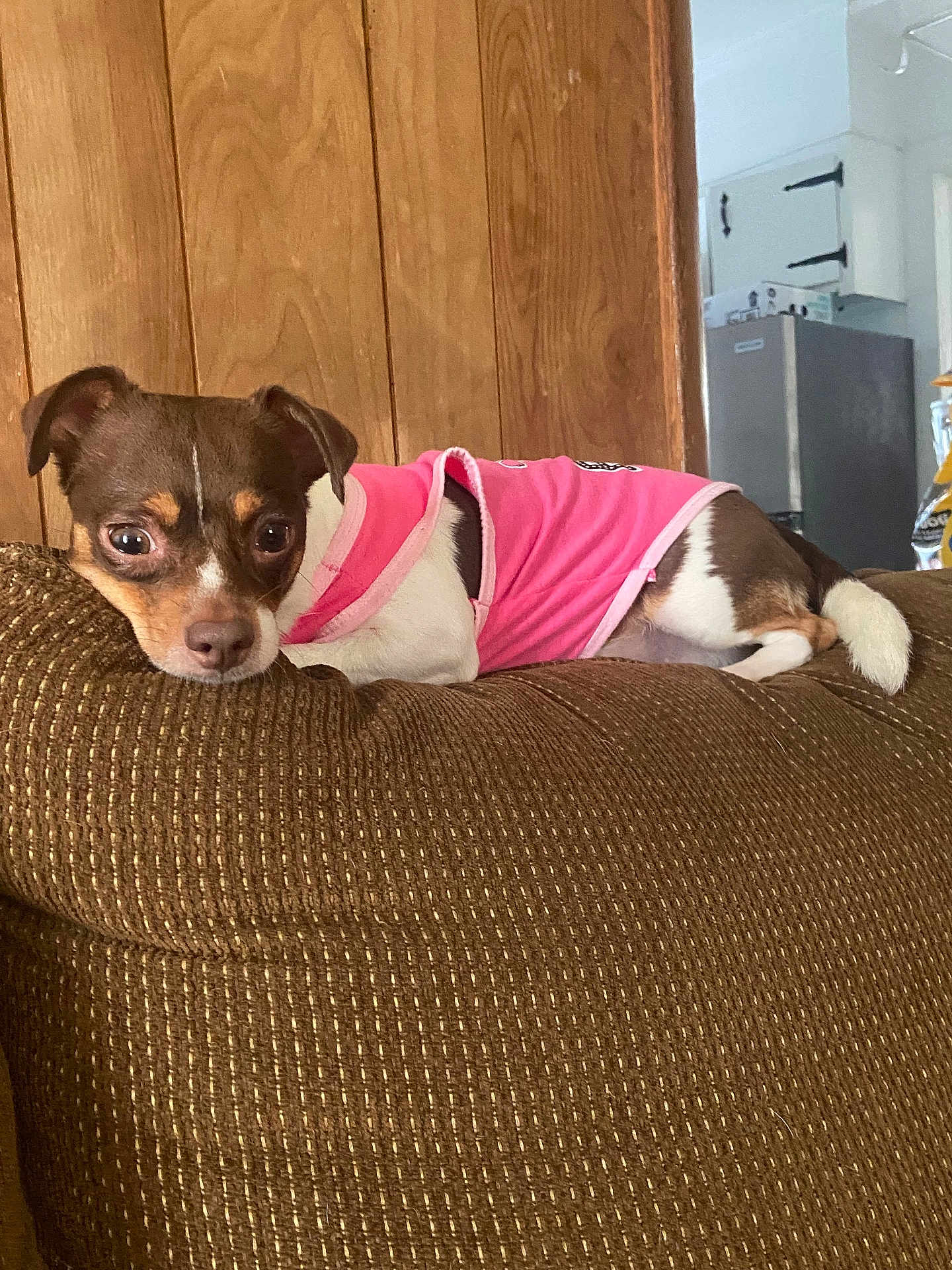 Bella joined the competition — help win amazing prizes! dog, small_dog, pink_shirt, couch, brown_couch, wooden_wall, indoor, pet, relaxed, alert, living_room, furniture, domestic, canine, household, curious, laying_down, tail, ears, short_hair