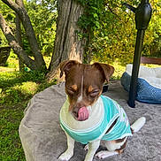 Bella is registered to the contest to win money with this photo: dog, pet, outdoor, tree, greenery, grass, blanket, cute, animal, canine, tongue, clothing, brown_and_white, small_dog, nature, sunlight, relaxed, garden, fabric, resting
