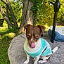 dog, pet, outdoor, tree, greenery, grass, blanket, cute, animal, canine, tongue, clothing, brown_and_white, small_dog, nature, sunlight, relaxed, garden, fabric, resting