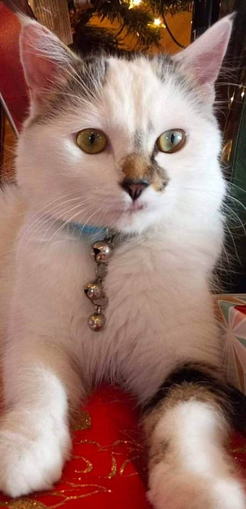 Indie joined the competition — help win amazing prizes! carnivore, cat, cat_supply, close_up, collar, domestic_short_haired_cat, eye, eyelash, fawn, felidae, fur, paw, pet_supply, photo_caption, photography, small_to_medium_sized_cats, snout, whiskers, window