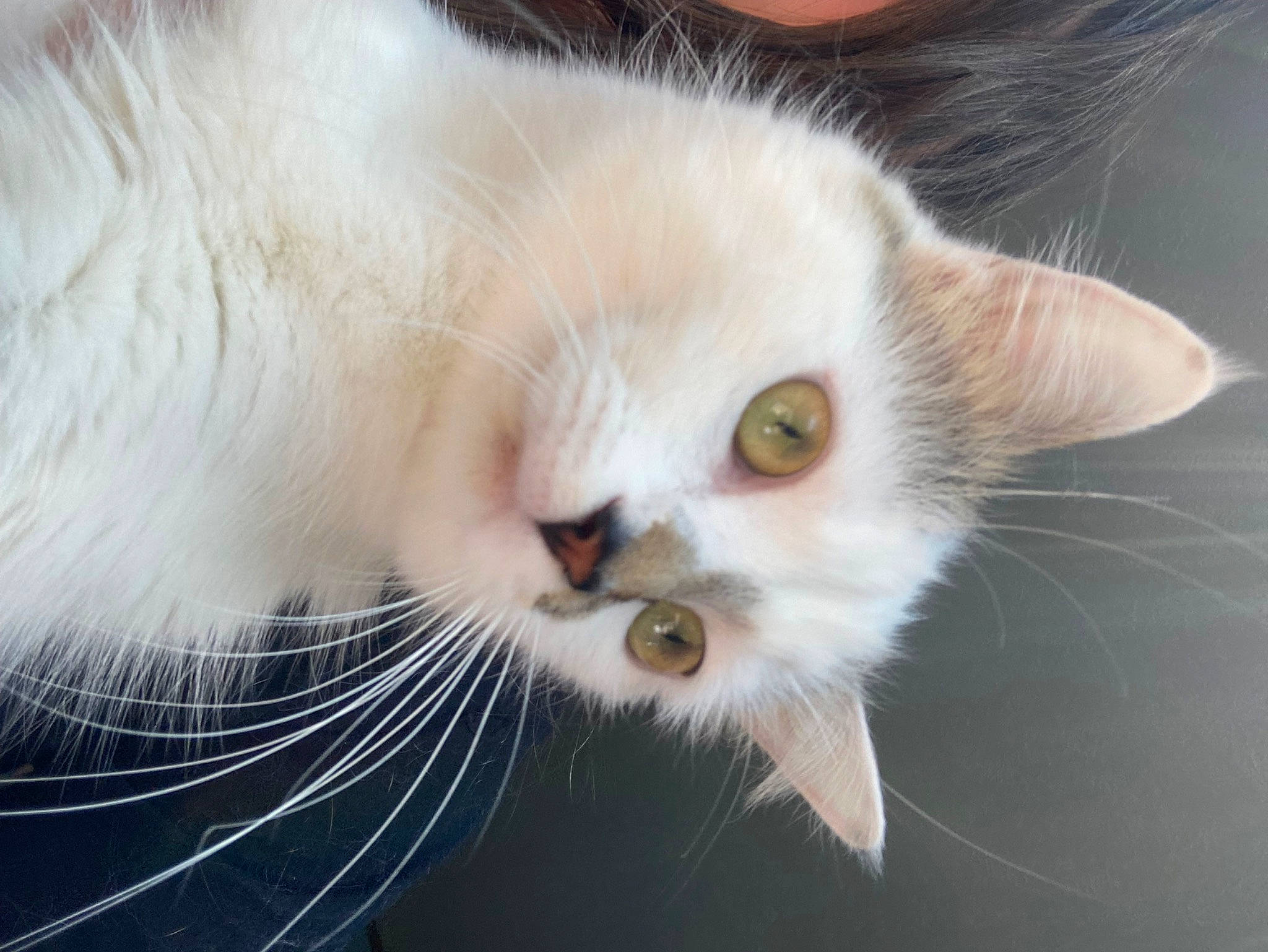 Indie joined the competition — help win amazing prizes! carnivore, cat, claw, close_up, domestic_short_haired_cat, fawn, felidae, fur, paw, small_to_medium_sized_cats, snout, tail, whiskers