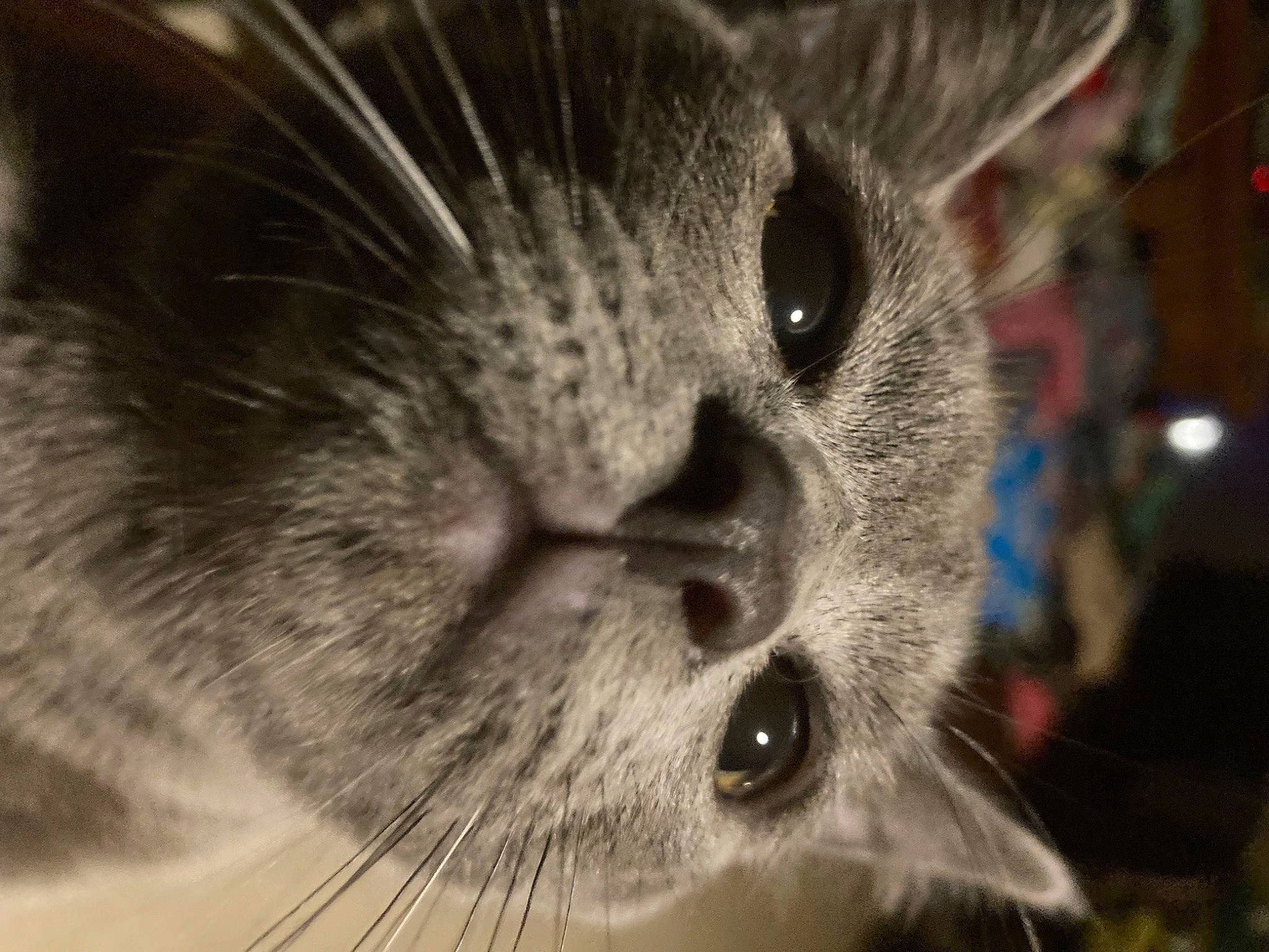 Leo is registered to the contest to win money with this photo: carnivore, cat, close_up, domestic_short_haired_cat, ear, felidae, fur, iris, monochrome, monochrome_photography, paw, small_to_medium_sized_cats, snout, terrestrial_animal, whiskers, wildlife