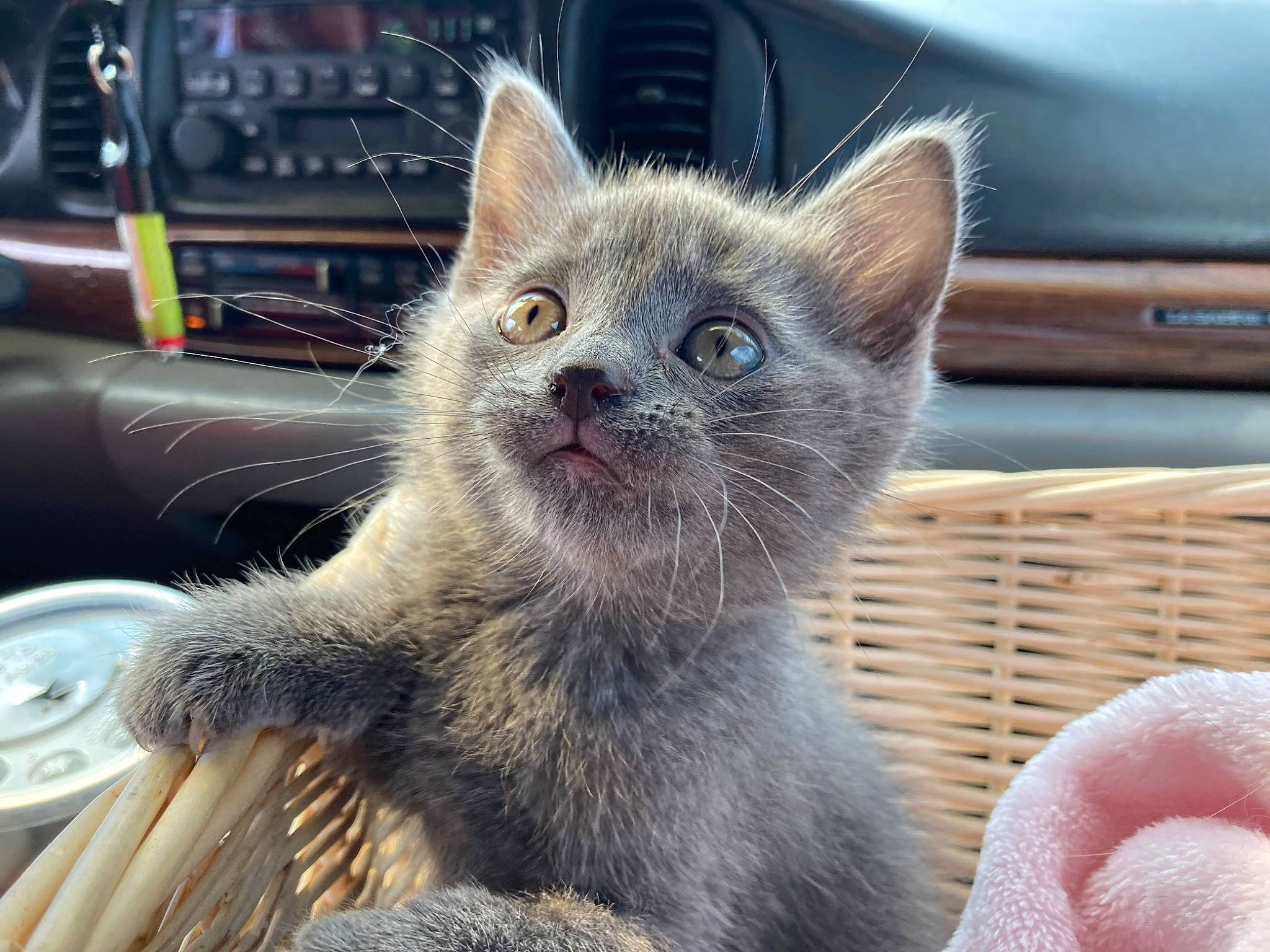 Leo is registered to the contest to win money with this photo: carnivore, cat, cat_supply, claw, comfort, domestic_short_haired_cat, fawn, felidae, fur, paw, small_to_medium_sized_cats, snout, tail, terrestrial_animal, tire, whiskers, window