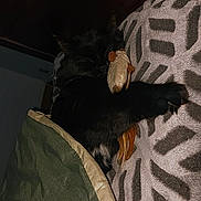 Reglisse a rejoint le concours — aidez-le/la à gagner de superbes lots ! black_cat, cat, blanket, stuffed_toy, pillow, patterned_pillow, sleeping_cat, indoor, cozy, pet, animal, resting, fur, claws, bedtime, domestic_cat, cute, snuggling, soft, comfort