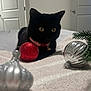 Olivia joined the competition — help win amazing prizes! black_cat, cat, pet, animal, christmas_ornament, red_ornament, silver_ornament, holiday, festive, bell_collar, indoor, bedroom, white_blanket, greenery, decorations, feline, close_up, domestic_cat, yellow_eyes, relaxing