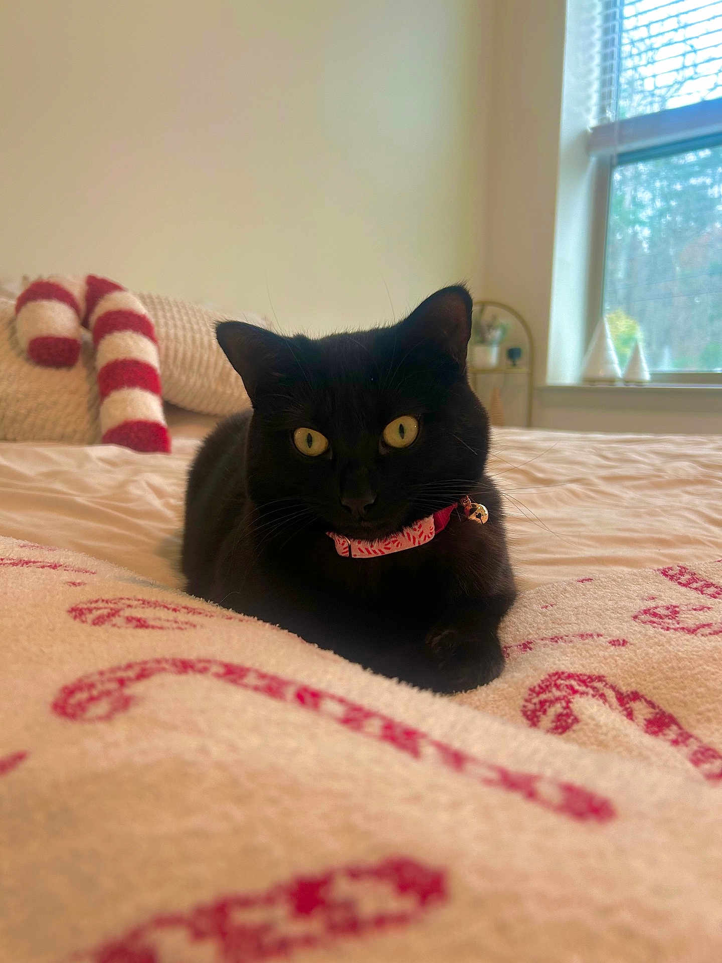Olivia joined the competition — help win amazing prizes! cat, black_cat, bed, blanket, candy_cane, plush_toy, window, natural_light, indoor, collar, pet, cozy, holiday, decor, furniture, relaxed, animal, feline, yellow_eyes, soft_texture