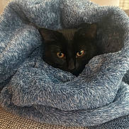 Olivia joined the competition — help win amazing prizes! cat, black_cat, blanket, fluffy, cozy, pet, indoor, comfort, resting, fur, animal, cute, eyes, face, soft, home, relax, nest, texture, warm