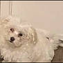 animal, background, blurry, canine, closeup, companion, curious, cute, dog, domestic, floor, fluffy, furry, house, indoor, lying, pet, portrait, small_dog, white