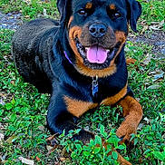 Aspen is registered to the contest to win money with this photo: rottweiler, dog, canine, pet, grass, outdoor, nature, happy, tongue_out, black_and_tan, animal, smiling, collar, laying_down, leaf_litter, greenery, mammal, friendly, close_up, daylight