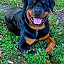 rottweiler, dog, canine, pet, grass, outdoor, nature, happy, tongue_out, black_and_tan, animal, smiling, collar, laying_down, leaf_litter, greenery, mammal, friendly, close_up, daylight