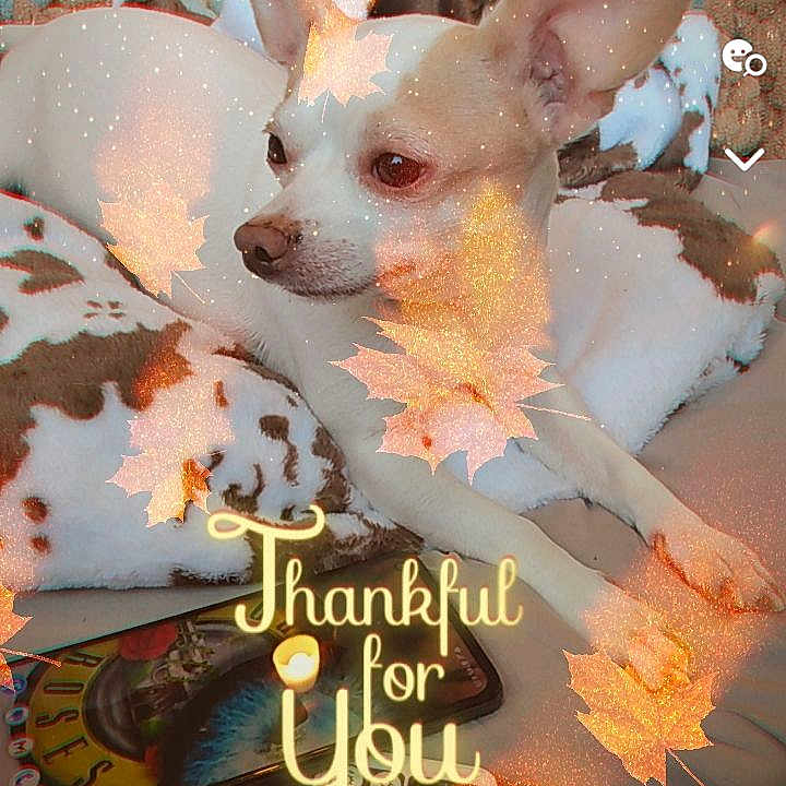 Pete is registered to the contest to win money with this photo: advertisement, animal, book, bulldog, canine, chihuahua, dog, electronics, envelope, greetingcard, homedecor, machine, mail, pet, poster, publication, puppy, text, wheel, whitedog