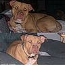 Dobbi joined the competition — help win amazing prizes! dog, brown_dog, pit_bull, pet, animal, portrait, two_panel, photo_collage, indoor, bed, couch, lying_down, sitting, collar, white_chest, floppy_ears, wrinkled_face, flash_photography, text_overlay, memorial_style