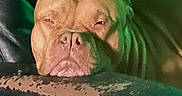 Dobbi is registered to the contest to win money with this photo: dog, bulldog, pet, animal, face, portrait, wrinkles, sleepy, serious, indoors, couch, leather, furniture, green_lighting, closeup, head, ears, snout, eyes, photograph