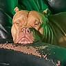 dog, bulldog, pet, animal, face, portrait, wrinkles, sleepy, serious, indoors, couch, leather, furniture, green_lighting, closeup, head, ears, snout, eyes, photograph