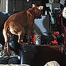 Dobbi is registered to the contest to win money with this photo: dog, brown_dog, pet, animal, standing, climbing, indoor, workshop, garage, furniture, chair, couch, power_drill, tools, cleaning_supplies, laundry, blanket, red_collar, home, candid_photo