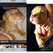 Dobbi joined the competition — help win amazing prizes! dog, puppy, bulldog, wrinkles, brown_fur, white_chest, floppy_ears, closeup, portrait, animal, pet, sitting, being_held, paws, black_background, bed, blanket, phone_screenshot, photo_collage, cute