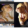 dog, puppy, bulldog, wrinkles, brown_fur, white_chest, floppy_ears, closeup, portrait, animal, pet, sitting, being_held, paws, black_background, bed, blanket, phone_screenshot, photo_collage, cute