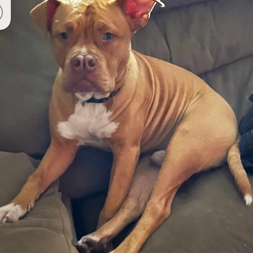 Dobbi is registered to the contest to win money with this photo: dog, pit_bull, brown_dog, white_chest, sitting, couch, indoors, pet, portrait, animal, short_fur, floppy_ears, looking_at_camera, serious_expression, front_legs, tail, paws, furniture, phone_screenshot, home