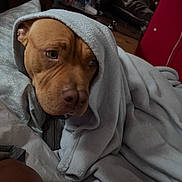 Rocky joined the competition — help win amazing prizes! dog, puppy, blanket, wrapped_up, cozy, bedroom, indoors, portrait, brown_dog, short_hair, face, eyes, nose, resting, sleepy, bed, bedding, home, phone_screenshot, photography