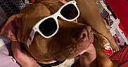 Rocky is registered to the contest to win money with this photo: dog, brown_dog, sunglasses, pet, animal, portrait, close_up, fashionable, funny, relaxed, lying_down, couch, blanket, person, hugging, indoor, colorful, patterned, collar, playful