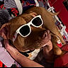 dog, brown_dog, sunglasses, pet, animal, portrait, close_up, fashionable, funny, relaxed, lying_down, couch, blanket, person, hugging, indoor, colorful, patterned, collar, playful