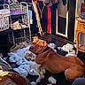 Rocky joined the competition — help win amazing prizes! dog, brown_dog, pet, animal, lying_down, looking_back, indoors, messy_room, stuffing, shredded_toy, white_fluff, laundry_basket, clutter, furniture, mirror, door, blanket, floor, home, portrait