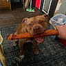 Rocky joined the competition — help win amazing prizes! dog, puppy, brown_dog, pet, animal, tug_of_war, toy, rope_toy, playful, open_mouth, teeth, indoors, rug, floor, doorway, mop, trash_bin, human_hand, photograph, happy