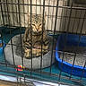 Hazel is registered to the contest to win money with this photo: cat, kitten, tabby, animal, pet, cage, kennel, indoor, sitting, face, eyes, ears, whiskers, fur, striped_fur, pet_bed, litter_box, cat_toy, shelter, portrait
