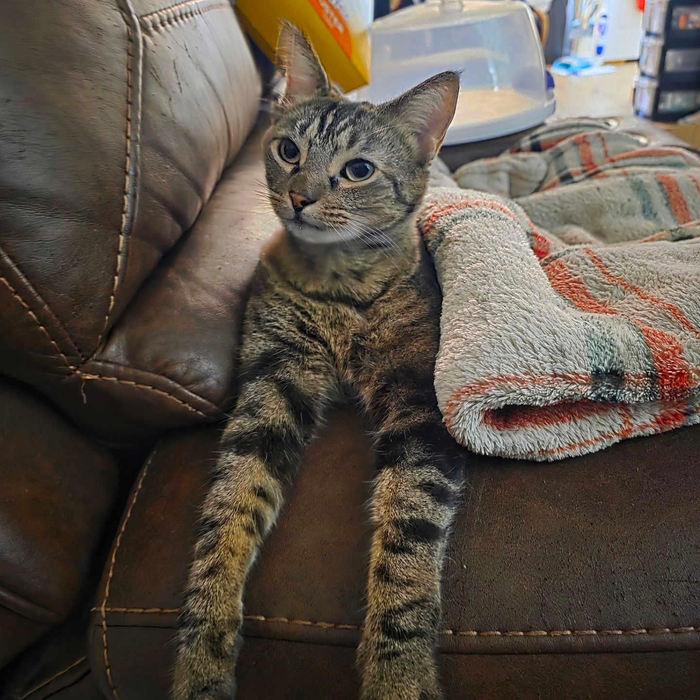 Hazel