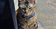 Hazel is registered to the contest to win money with this photo: cat, tabby, striped_fur, pet, collar, tag, window, screen, indoors, sunlight, sitting, whiskers, ears, paws, chest, brown_fur, portrait, closeup, curious, home