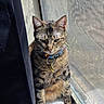 cat, tabby, striped_fur, pet, collar, tag, window, screen, indoors, sunlight, sitting, whiskers, ears, paws, chest, brown_fur, portrait, closeup, curious, home