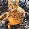 Hazel is registered to the contest to win money with this photo: cat, tabby_cat, pet, animal, feline, whiskers, green_eyes, orange_fur, striped_fur, sitting, paws, indoors, blanket, bed, cozy, portrait, close_up, sunlight, relaxed, cute