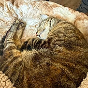 Hazel joined the competition — help win amazing prizes! cat, tabby_cat, sleeping, curled_up, cozy, blanket, fur, whiskers, paws, indoors, bed, soft, relaxed, resting, brown, striped, pet, snuggling, closeup, nap