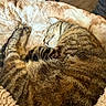 cat, tabby_cat, sleeping, curled_up, cozy, blanket, fur, whiskers, paws, indoors, bed, soft, relaxed, resting, brown, striped, pet, snuggling, closeup, nap
