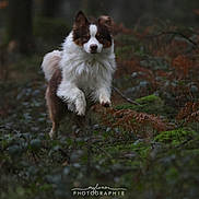 Vicky a rejoint le concours — aidez-le/la à gagner de superbes lots ! dog, forest, nature, outdoor, animal, running, moss, ferns, brown, green, wildlife, canine, fur, motion, leaping, woods, daylight, pet, active, closeup